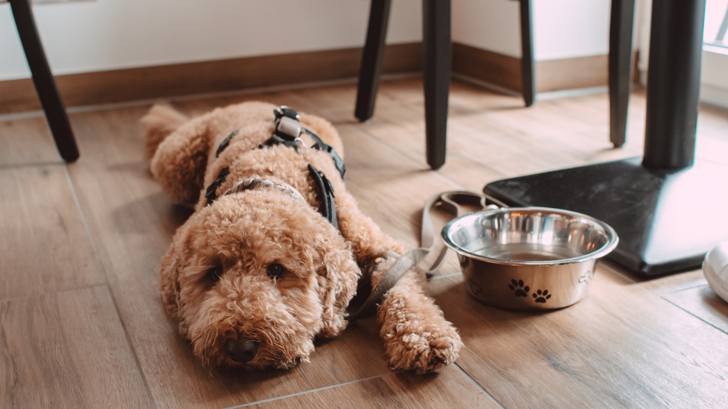 Hund liegt auf dem Boden bei Von Herzen Embsen